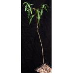 Adansonia rubrostipa 5-inch pots