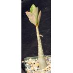 Adenium arabicum cv Black Giant x self 4-inch pots