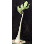 Adenium arabicum (Shada form) 8-inch pots