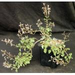 Aeollanthus rehmannii 5-inch pots