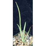 Agave gracielae 3-inch pots