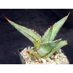 Agave quiotepecensis 4-inch pots
