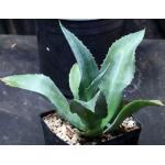 Agave andreae one-gallon pots