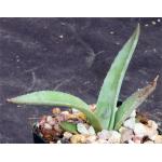 Agave avellanidens 3-inch pots