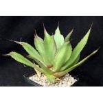 Agave chiapensis one-gallon pots