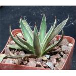 Agave filifera ssp. schidigera cv ‘White Stripe‘ 3-inch pots