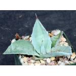 Agave gigantensis 4-inch pots