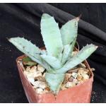 Agave macracantha 3-inch pots