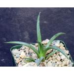 Agave polyanthiflora 4-inch pots