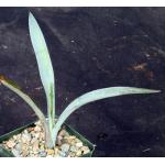 Agave tequilana 4-inch pots