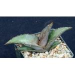Agave quiotepecensis 5-inch pots