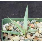 Agave schottii 4-inch pots