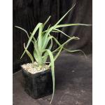 Aloe arborescens (spineless) one-gallon pots