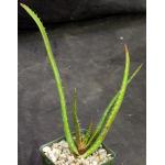 Aloe rupestris 4-inch pots