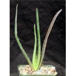 Aloe succotrina hybrid 4-inch pots