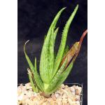 Aloe tegetiformis 5-inch pots