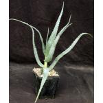 Aloe volkensii ssp. multicaulis 5-inch pots