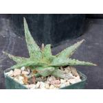 Aloe cv Green Sand 4-inch pots