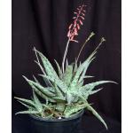 Aloe cv Mona Loa 2-gallon pots