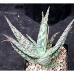 Aloe cv Mona Loa 5-inch pots