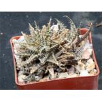 Aloe cv Pepe 3-inch pots