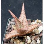 Aloe cv Pink Blush 3-inch pots