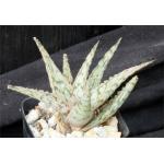 Aloe cv Pink Lace 2-inch pots