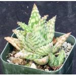 Aloe cv Snowstorm 2-inch pots