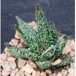 Aloe cv Tarantula 4-inch pots