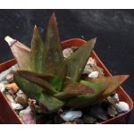 Aloe cv Walmsley‘s Bronze 4-inch pots