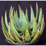 Aloe aculeata 5-gallon pots