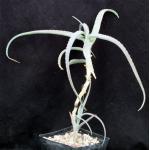 Aloe acutissima var. itampolensis one-gallon pots