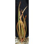 Aloe alfredii 5-inch pots