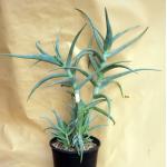 Aloe ambigens 2-gallon pots