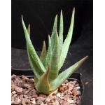 Aloe andongensis var. repens one-gallon pots