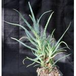 Aloe arborescens one-gallon pots