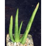 Aloe barbara-jeppeae 4-inch pots