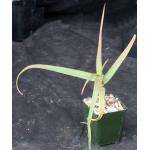 Aloe berevoana 4-inch pots
