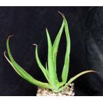 Aloe brachystachys 5-inch pots