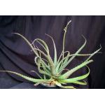 Aloe brandhamii 3-gallon pots