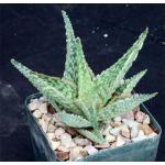Aloe cv Bright Ember 4-inch pots