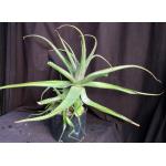 Aloe butiabana 3-gallon pots