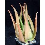 Aloe butiabana 5-inch pots