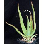 Aloe camperi 5-inch pots