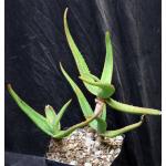 Aloe camperi one-gallon pots