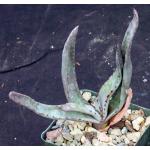Aloe capitata var. capitata 4-inch pots