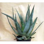 Aloe chaubaudii var. chaubaudii 2-gallon pots
