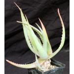 Aloe chaubaudii var. chaubaudii (Hwange form) 5-inch pots