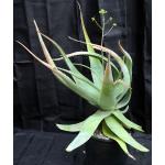 Aloe chaubaudii var. chaubaudii (Hwange form) 2-gallon pots