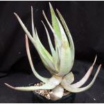 Aloe chaubaudii var. chaubaudii one-gallon pots